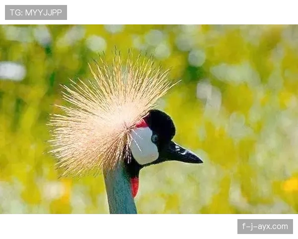 乌干达鹤军团助力栖息地修复，生态多样性保护迈出新步伐